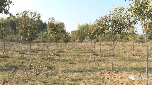 县园林局 加大苗圃基地建设 提高苗木储备总量