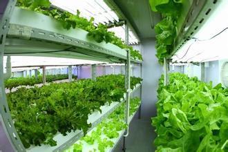 富士康打造全球最大植物工厂,从5月开始就可以吃到自家种植的蔬菜
