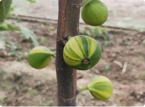 榆林无花果苗多少钱一棵大量批发 煜烁苗木